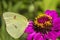 Lovely Yellow Cloudless Sulfur Butterfly on Pink Zinna