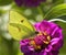 Lovely Yellow Cloudless Sulfur Butterfly on Pink Zinna