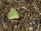 Lovely Yellow Cloudless Sulfur Butterfly on Wet Straw