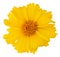 Lovely yellow Daisy Marguerite isolated on white background, including clipping path.