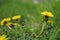 Lovely yellow dandelions growing in a spring garden