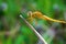 A lovely yellow dragonfly on dried branch