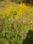 These lovely yellow flowers are peaceful