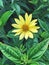 Lovely yellow helianthus lemon queen