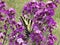 Lovely yellow tiger swallowtail butterfly pollinating flowers at Queen Elizabeth Park Garden