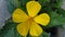 Lovely Yellow Tropics Garden Flower with 5 Petals