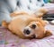 Lovely young brown chihuahua relaxing on sofabed