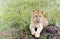 Lovely young lion cub resting on the grass in the savannah