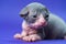 Lovely young male Canadian Sphynx Cat with big eyes two week old blue and white on blue background