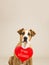 Lovely young pitbull terrier dog with `free kisses` paper heart