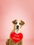 Lovely young pitbull terrier dog with `free kisses` paper heart