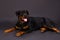 Lovely young rottweiler dog, studio shot.