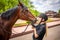 Lovely young woman wearing helmet stroking to her brown horse