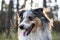 Loveoly close-up photo of a beautiful fluffy shetland sheepdog sheltie dog on a beautiful sunset background with pine trees