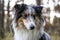 Loveoly close-up photo of a beautiful fluffy shetland sheepdog sheltie dog on a beautiful sunset background with pine trees