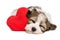 Lover Havanese puppy dreaming with a red heart