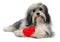Lover Valentine Havanese boy dog