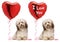 Lover Valentine Havanese dog set