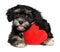 Lover Valentine Havanese puppy dog with a red heart