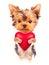 lover valentine puppy dog with a red heart