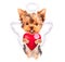 Lover valentine puppy dog with a red heart