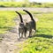 Lovers couple striped cats walk together on green meadow liftin