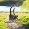 lovers couple striped cats walk together on green meadow in Sunny day