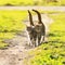 Lovers couple striped cats walk together on meadow in Sunny day