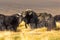 Lovers and hairy wild yak on pasture in the Pamir Mountains