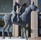 Lovers on Horseback, Bronze