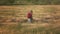 Lovers man and woman travel in the field holding hands. Follow me, a young happy couple running along golden wheat field