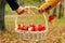 Lovers picnic basket landscape forest nature