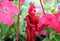 Lovers red wax candle close up shot in the blooming garden