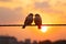 Loving bird couple silhouetted on wires against a picturesque sunset