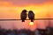 Loving bird couple silhouetted on wires against a picturesque sunset