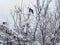 Loving birds on a snowy tree