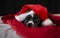 A loving border collie puppy relaxes between the red and white sheets with the Santa Claus hat