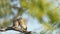 Loving and caring two spotted owl or owlet or Athene brama pair or couple full shot perched on tree in natural green background in
