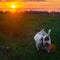 Loving couple of dogs are walking at sunset. Romantic relationship concept