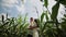 Loving couple each other standing in a corn field hugging and kissing.