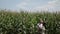 Loving couple each other standing in a corn field hugging and kissing.