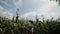 Loving couple each other standing in a corn field hugging and kissing.