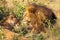 Loving couple. Lions in the savannah. Masai Mara