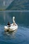 A loving couple swims in a boat in the form of a swan on a lake in the Austrian Hallstatt.