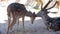 Loving deer mother cleaning and kissing her child