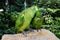 Loving domestic parrots kissing each other