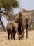 Loving elephants, mother and child