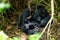 Loving embrace of mother and child mountain gorilla in jungle.