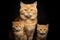 Loving Family of Yellow Cats with Kitten in Studio on Black Background