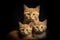 Loving Family of Yellow Cats with Their Kitten in a Studio on Black Background